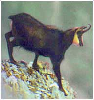 Wild goat