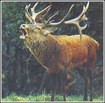 Red deer