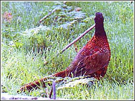 Pheasant