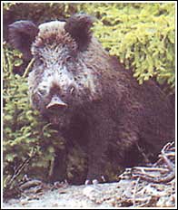 Boar