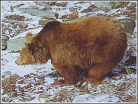 Brown bear