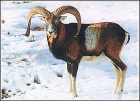 Muflon