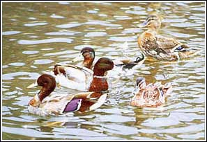 Wild duck