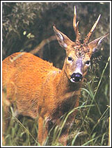 Deer