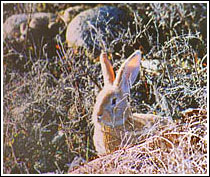 Hare