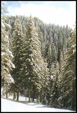 woods