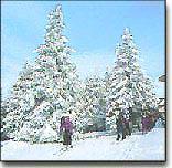 skiers